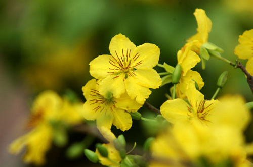 Le jaune de la fleur d’abricotier dans la capitale